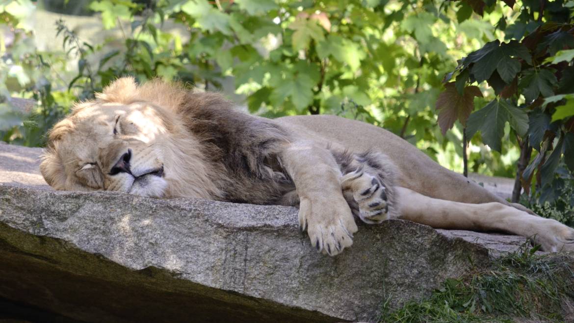 Ergonomia del Sonno – Posizioni giuste per dormire